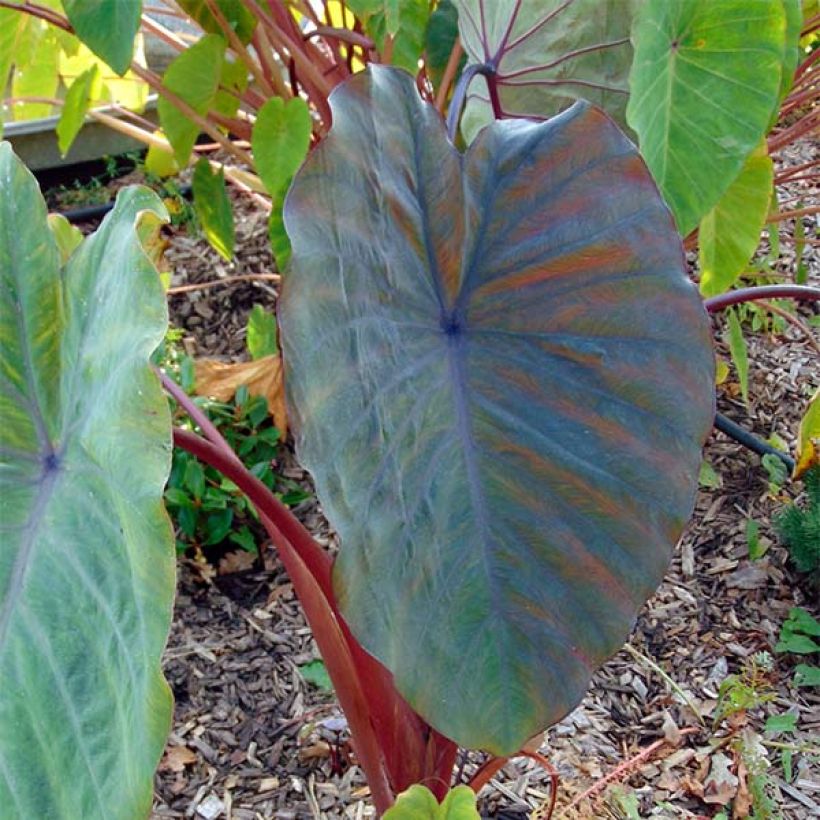 Colocasia Sangria - Taro (Foliage)
