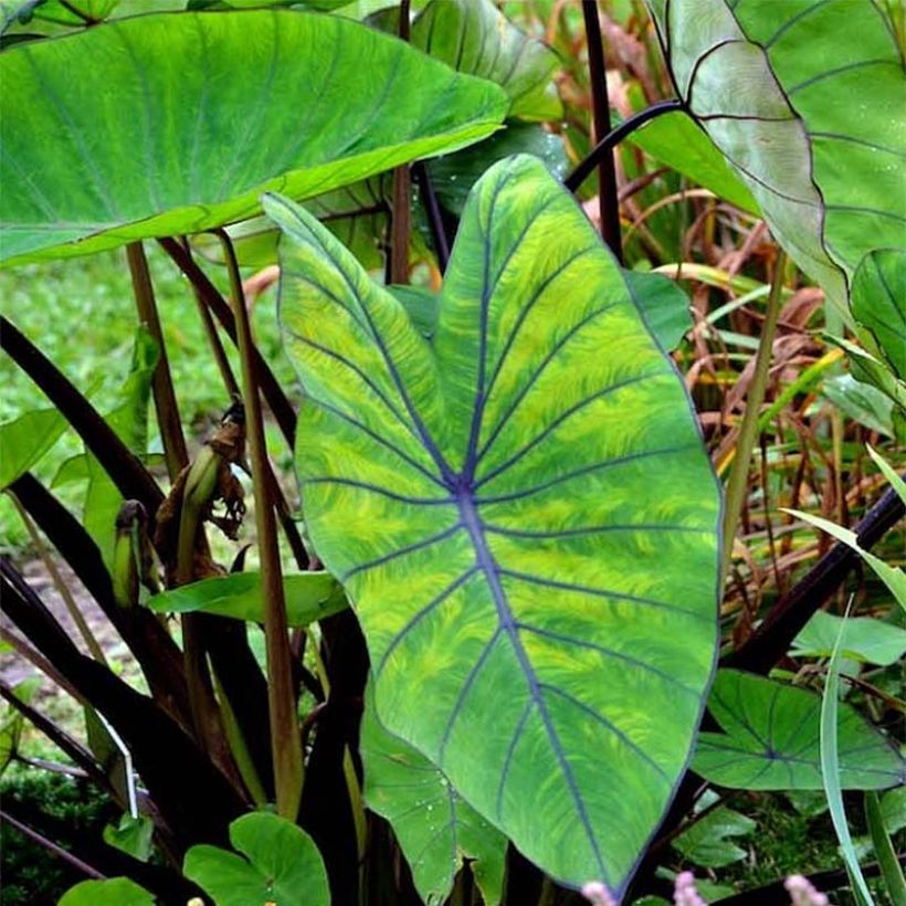 Colocasia Blue hawaii - Taro (Foliage)