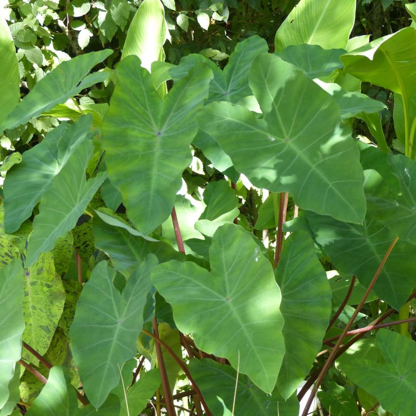 Colocasia esculenta - Taro (Foliage)
