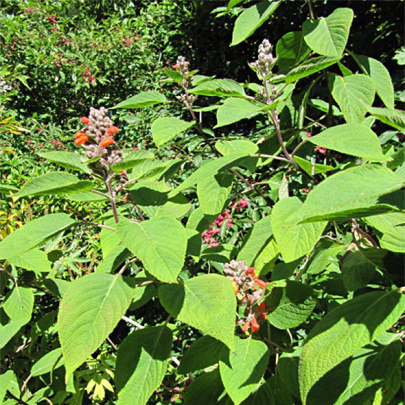 Colquhounia coccinea - Colquhounia (Foliage)