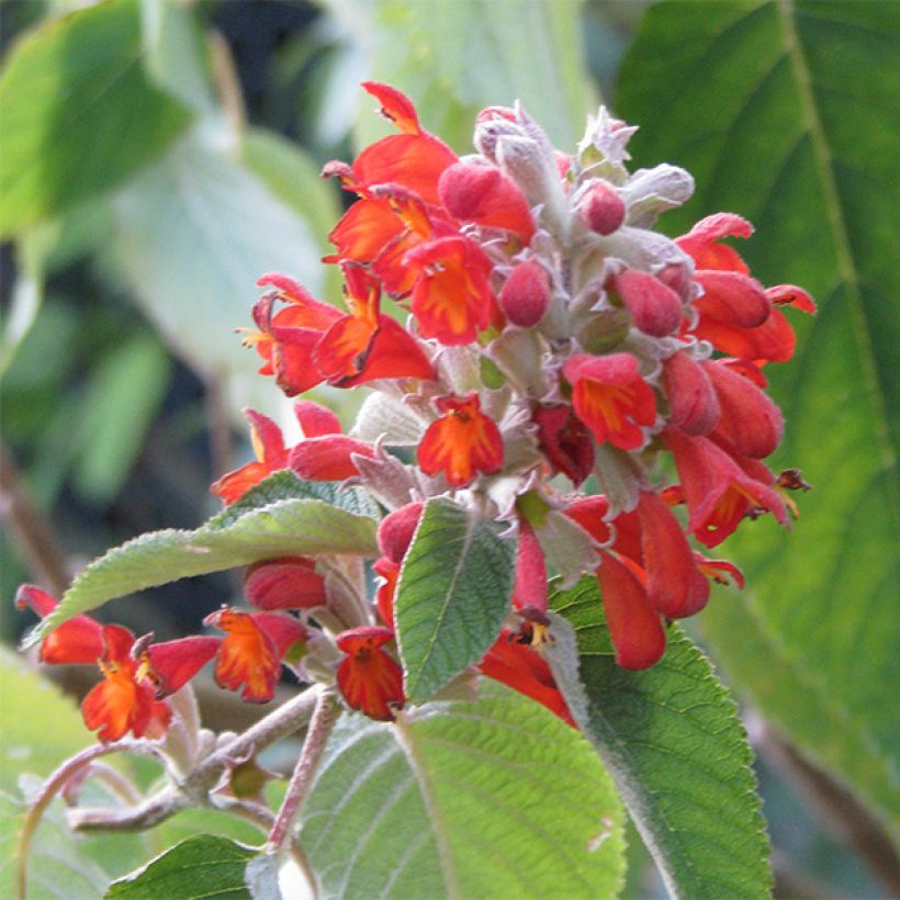 Colquhounia coccinea - Colquhounia (Flowering)