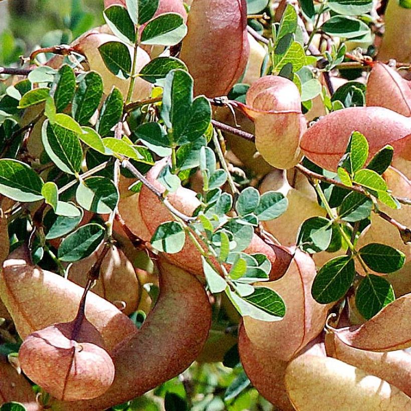 Colutea arborescens - Blasenstrauch (Foliage)