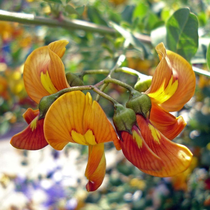 Colutea arborescens - Blasenstrauch (Flowering)