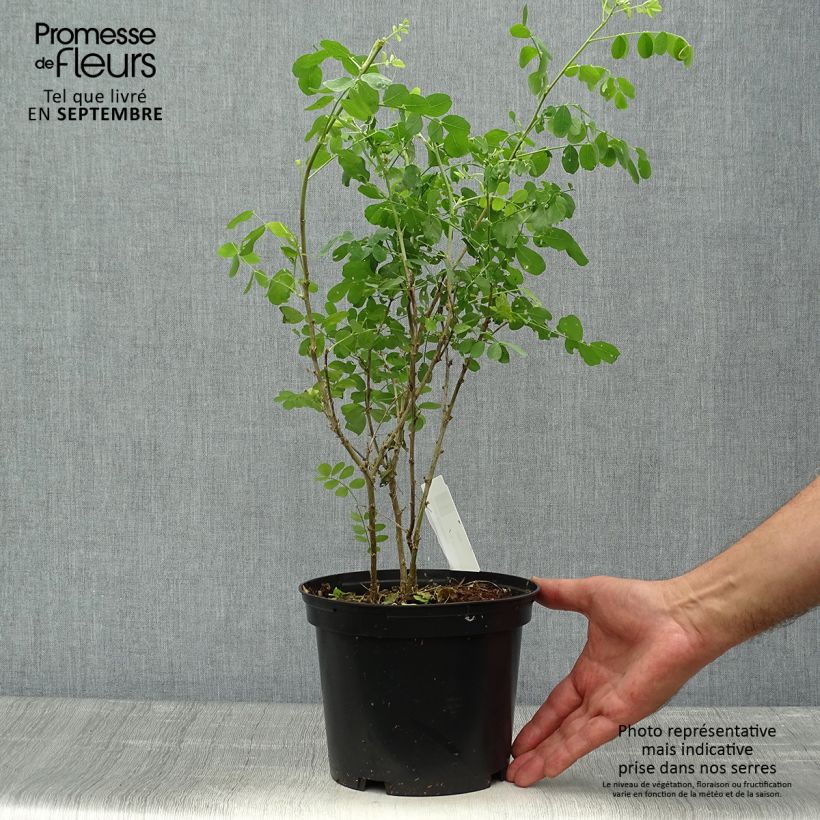 Example of Colutea arborescens - Blasenstrauch Topf mit 2L/3L as you get in automne