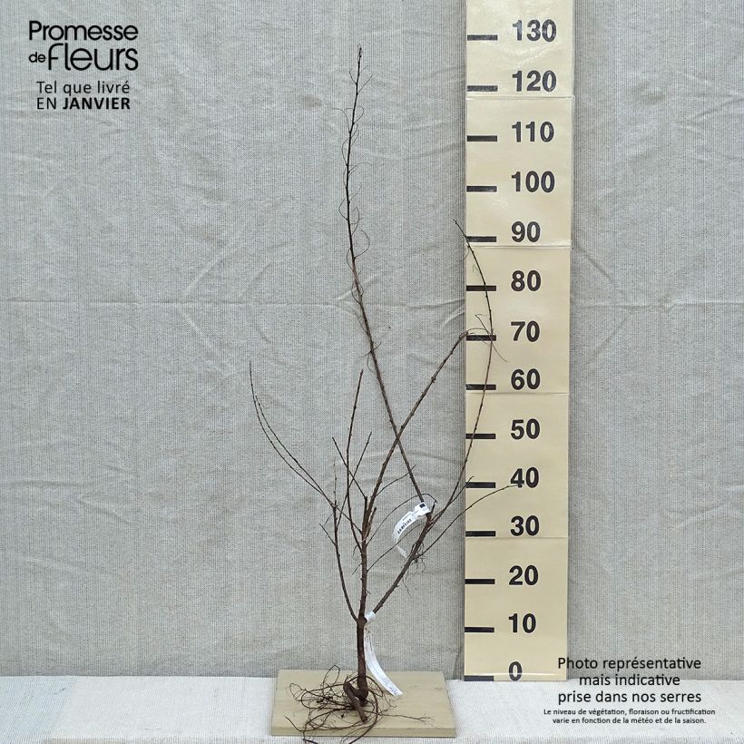 Example of Colutea arborescens - Blasenstrauch Wurzelnackt as you get in hiver