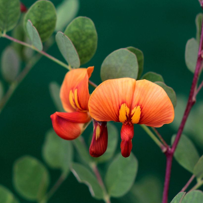 Colutea media Copper Beauty - Bastard Blasenstrauch (Foliage)