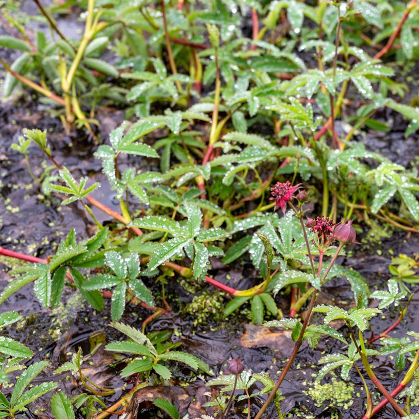 Comarum palustre - Sumpf-Blutauge (Plant habit)