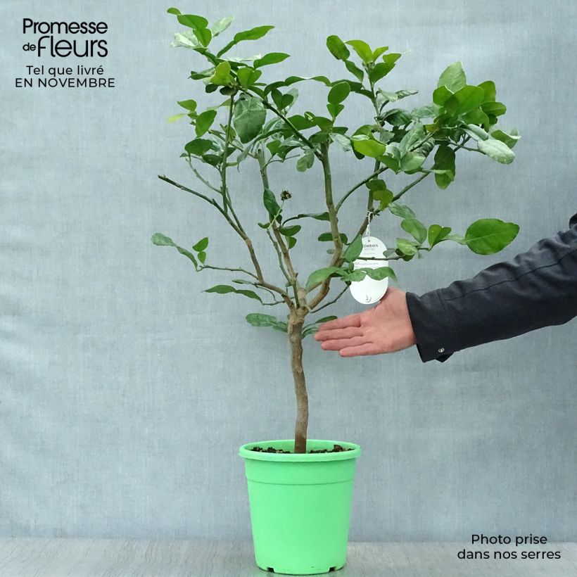 Example of Kafir-Limette - Citrus hystrix Topf mit 2L/3L, Strauch as you get in automne