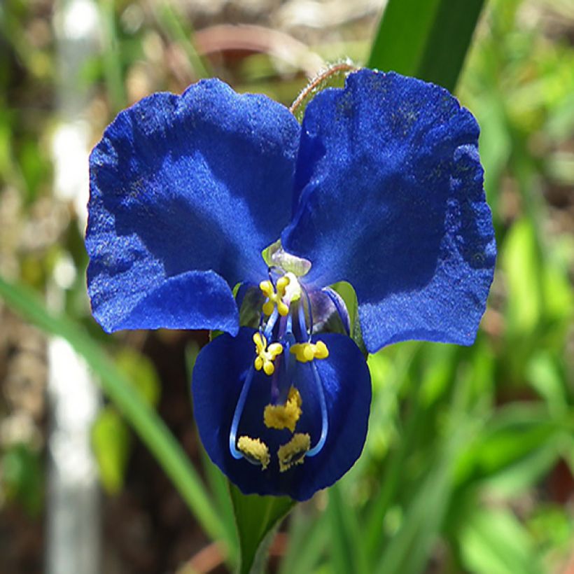 Commelina coelestis - Commeline (Flowering)