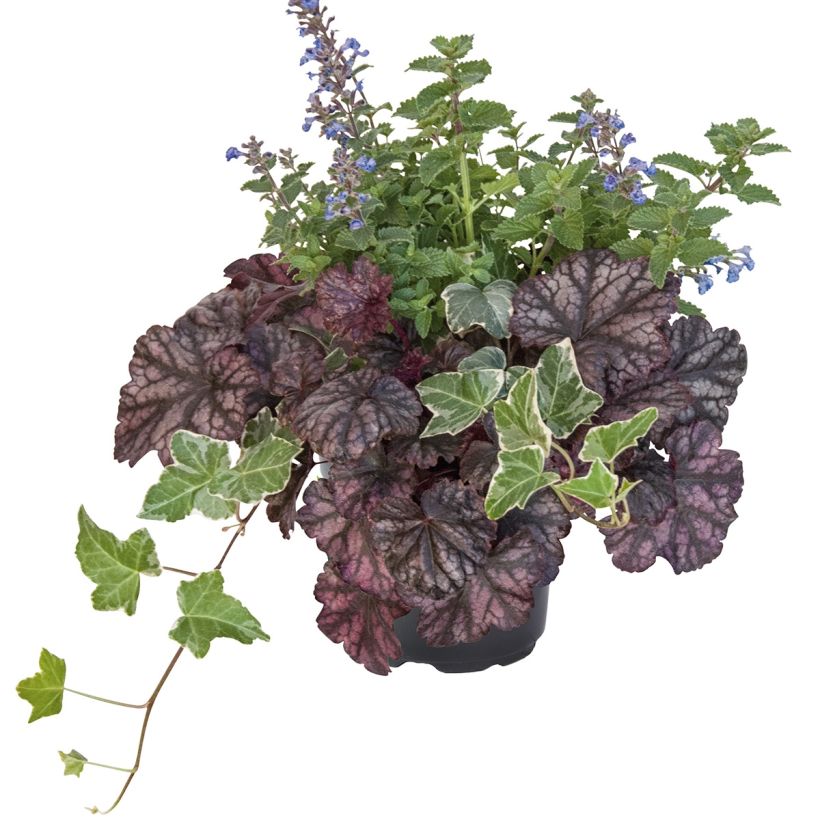 Herbstbrise - Zusammensetzung aus 3 Pflanzen (Hafen)