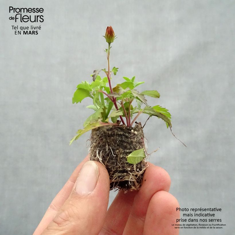 Example of Bee Licious Zusammensetzung - Set aus 3 Pflanzen Mini-Plug Ø 3/4 cm as you get in printemps
