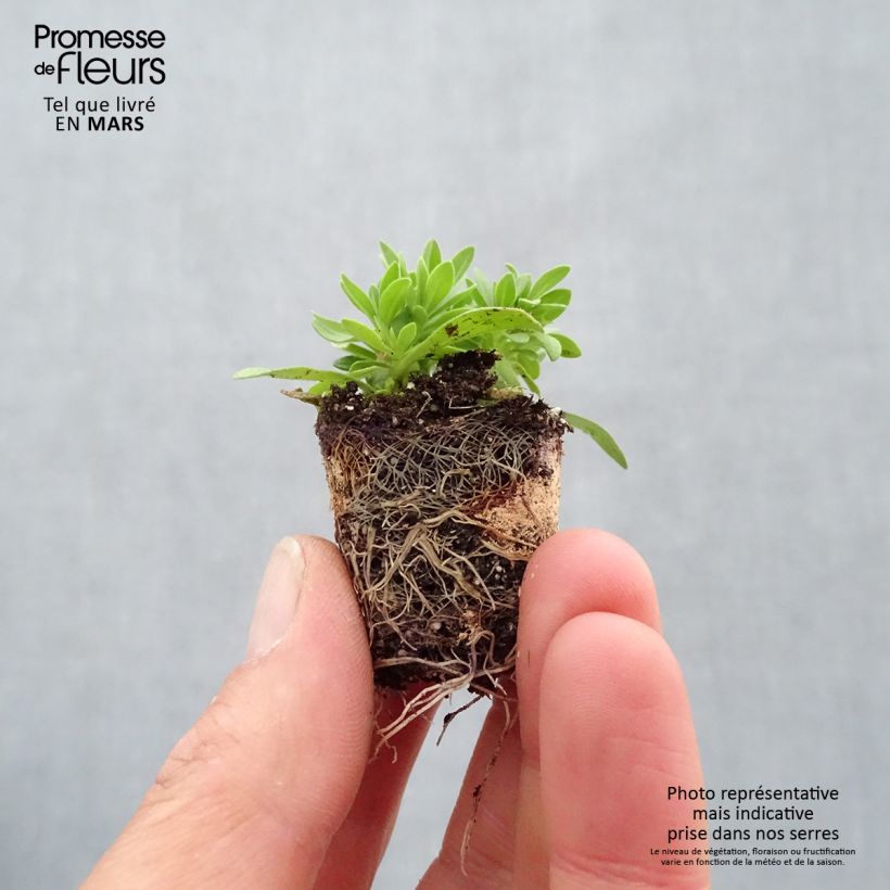 Example of Zusammensetzung Cabaret Pink Paradise Eyes - Zusammensetzung von 3 Calibrachoa Mini-Plug Ø 3/4 cm as you get in printemps