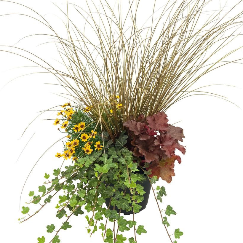 Freudevolle Komposition - Zusammensetzung aus 4 Pflanzen (Hafen)