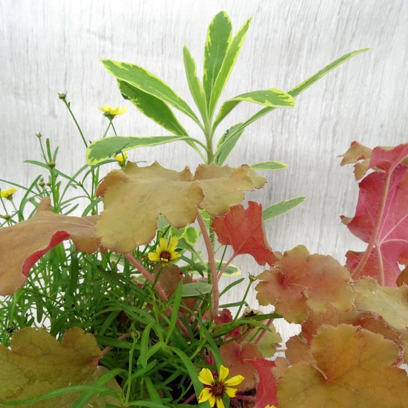 Zusammensetzung Hidden Treasure - eine Komposition aus 3 Pflanzen (Laub)