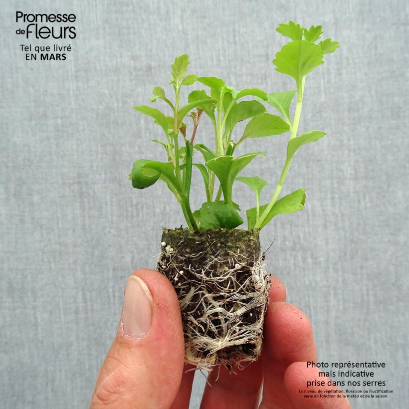 Example of Lobelia erinus Mix - Lobelie Mini-Plug Ø 3/4 cm as you get in printemps