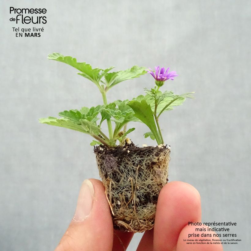 Example of Zusammensetzung Purple Rain imp. - Zusammensetzung aus 3 einjährigen Pflanzen Mini-Plug Ø 3/4 cm as you get in printemps