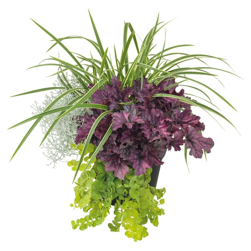 Zusammensetzung Silent Sunday - eine Zusammenstellung von 4 Pflanzen (Hafen)