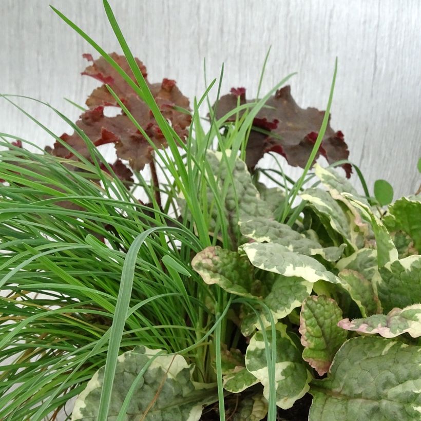 Sunkissed-Komposition - eine Zusammenstellung aus 4 Pflanzen (Laub)