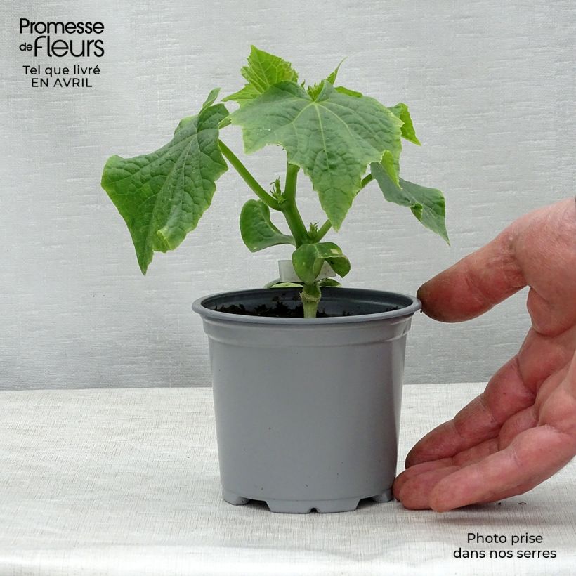 Example of Veredelte Salat-Gurke Crokdelis F1 (Veredelt) Topf 10 cm/11cm as you get in printemps