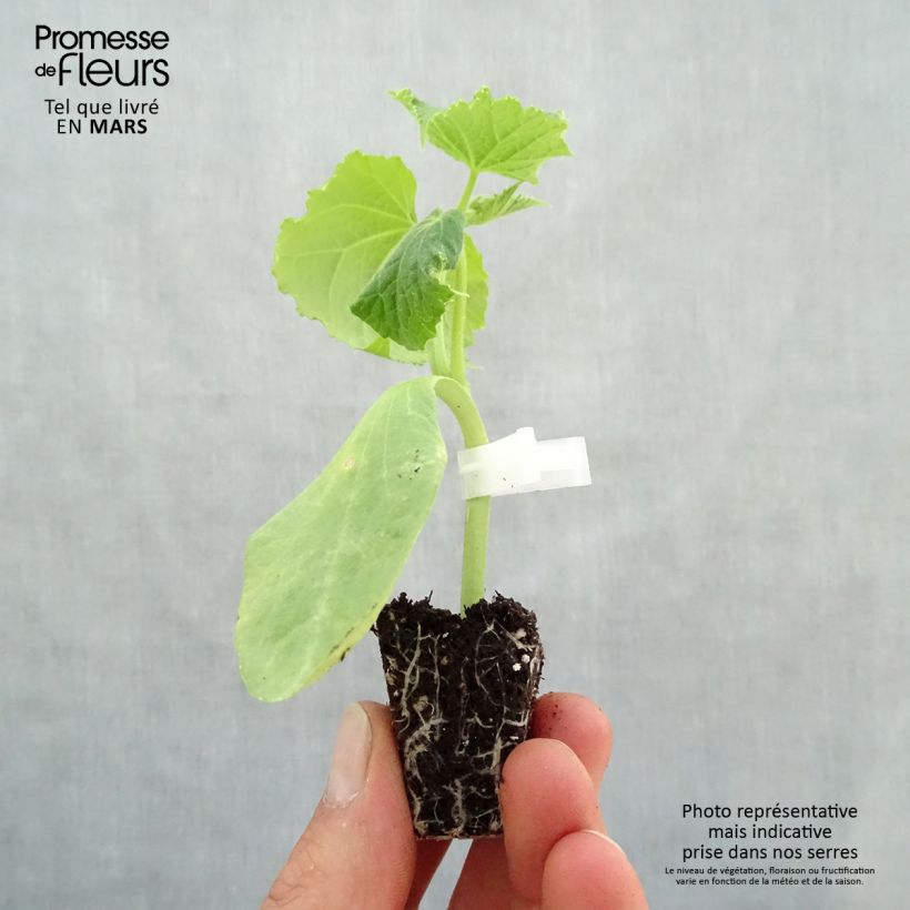 Example of Veredelte Salat-Gurke Crokdelis F1 (Veredelt) Mini-Plug Ø 3/4 cm as you get in printemps