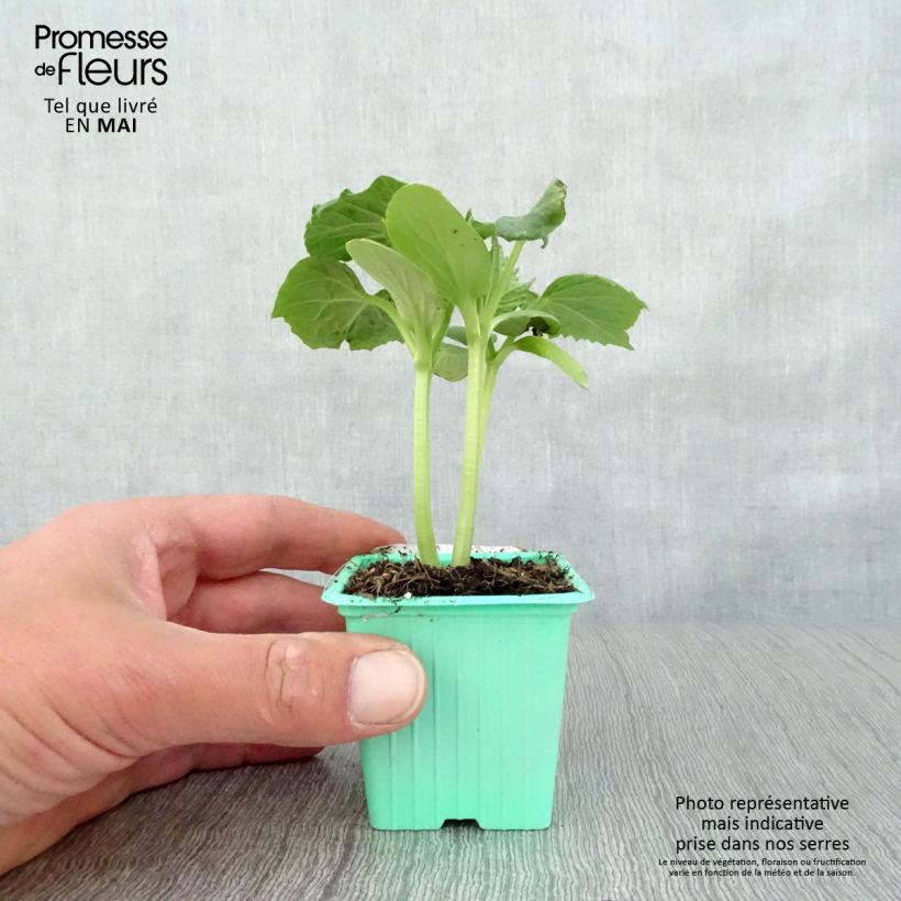 Example of Salat-Gurke Tanja (Pflanzen) Kleine Töpfe von 7/8 cm as you get in printemps