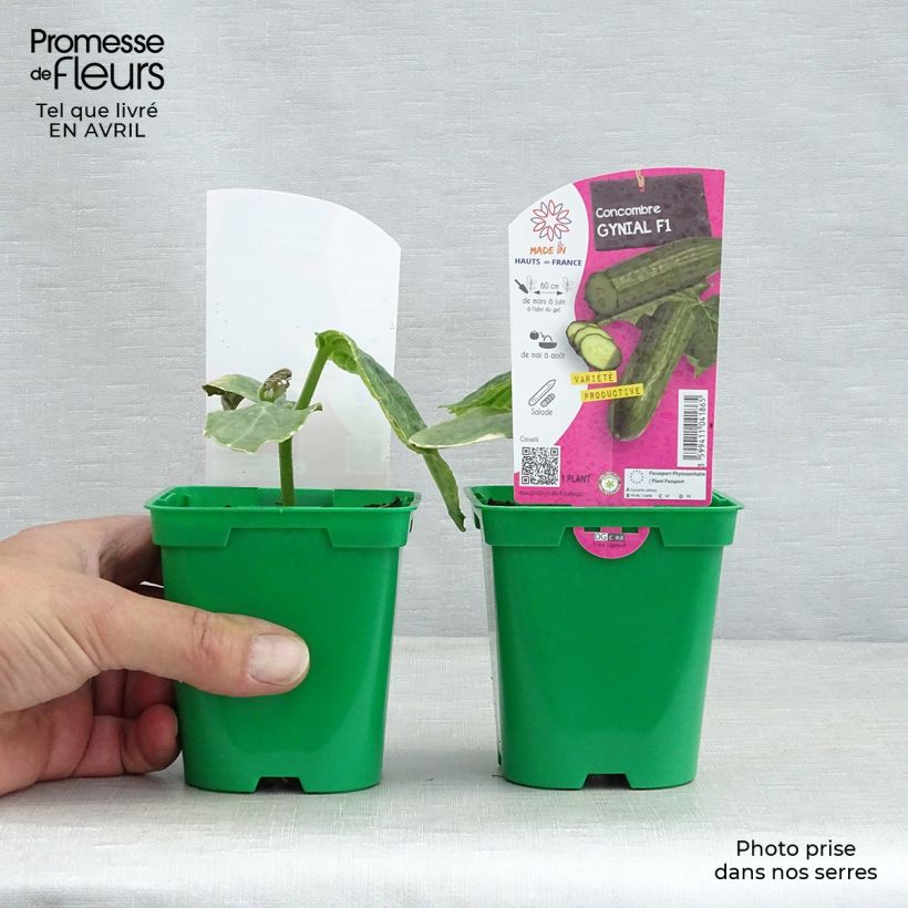 Example of Salat-Gurke Gynial F1 Topf 10 cm/11cm as you get in printemps