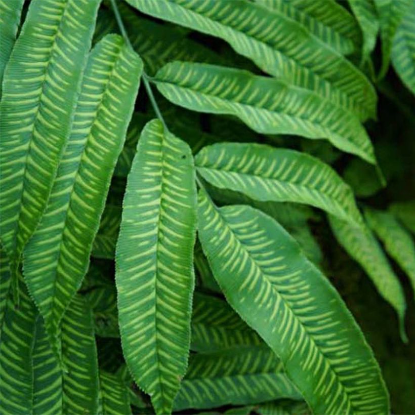 Coniogramme emeiensis - Goldener Zebra-Farn (Foliage)