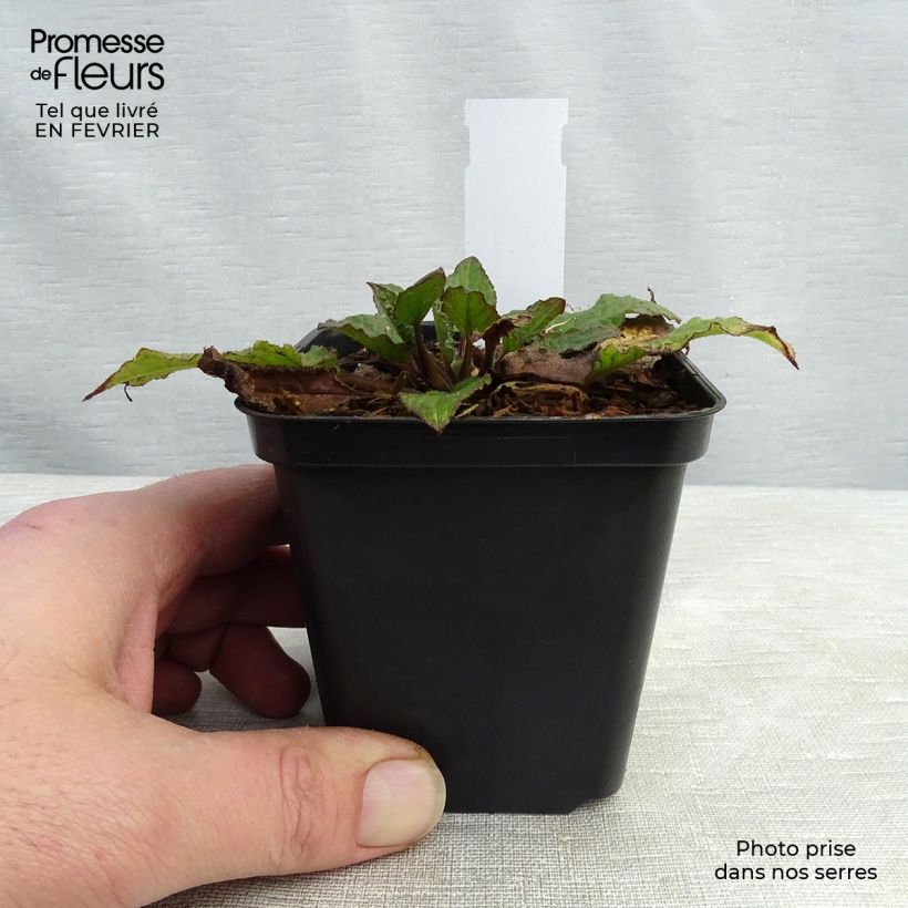 Example of Symphytum azureum - Blauer Beinwell Kleine Töpfe von 8/9 cm as you get in hiver