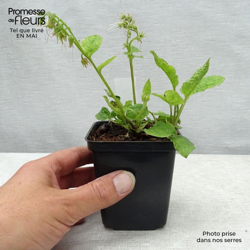 Exemplar von Symphytum azureum - Blauer Beinwell Kleine Töpfe von 8/9 cm wie im Frühjahr geliefert