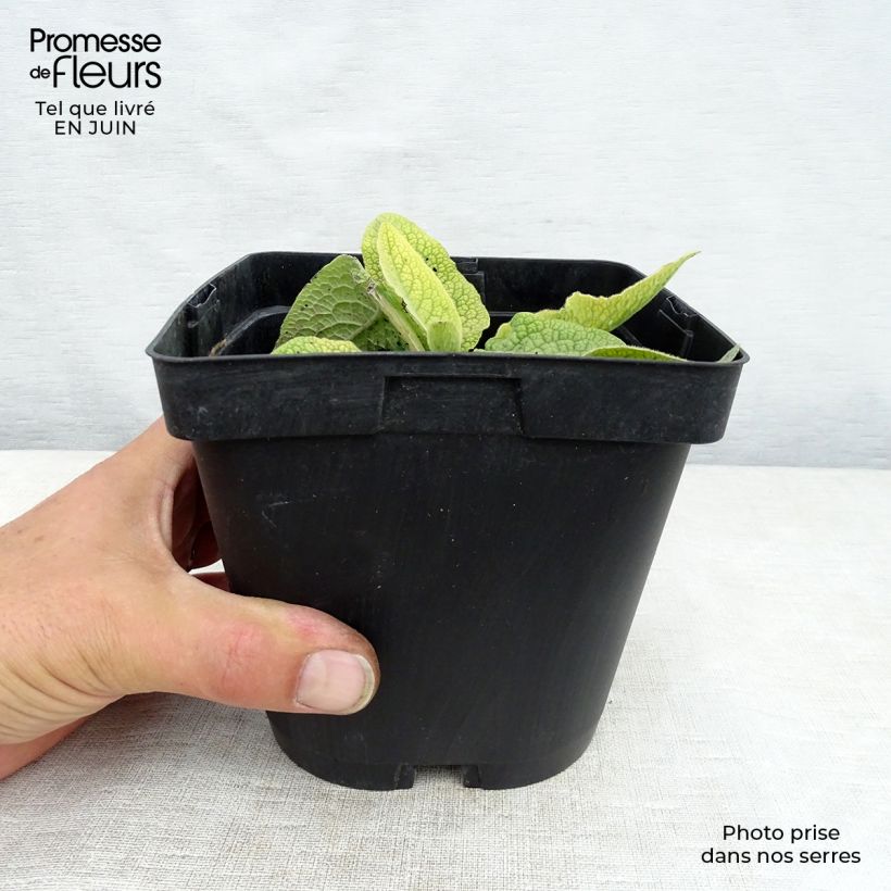 Example of Symphytum azureum - Blauer Beinwell Topf mit 2L/3L as you get in ete