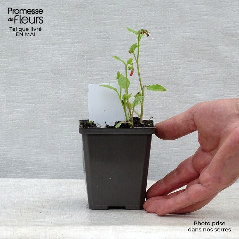 Exemplar von Symphytum grandiflorum Hidcote Blue - Kleiner Kaukasus Beinwell Kleine Töpfe von 8/9 cm wie im Frühjahr geliefert