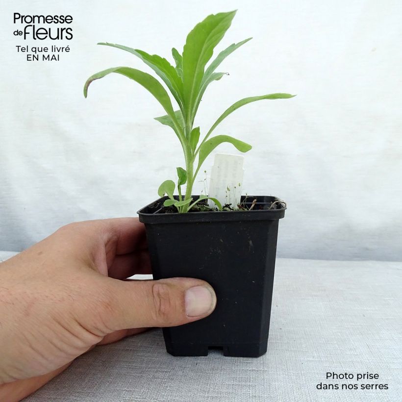 Exemplar von Symphytum grandiflorum Hidcote Pink - Kleiner Kaukasus Beinwell Kleine Töpfe von 8/9 cm wie im Frühjahr geliefert