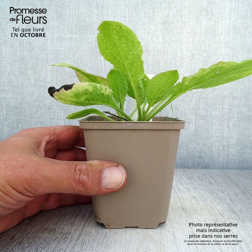 Example of Symphytum grandiflorum Sky Blue Pink - Kleiner Kaukasus Beinwell Kleine Töpfe von 8/9 cm as you get in automne