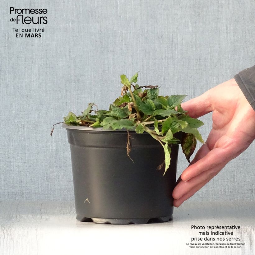 Exemplar von Kleiner Kaukasus-Beinwell - Symphytum grandiflorum Topf mit 2L/3L wie im Frühjahr geliefert