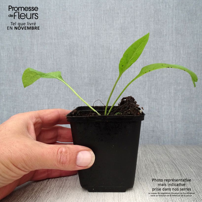 Example of Gemeiner Beinwell - Symphytum officinale Kleine Töpfe von 8/9 cm as you get in automne