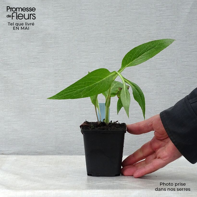 Exemplar von Gemeiner Beinwell - Symphytum officinale Kleine Töpfe von 8/9 cm wie im Frühjahr geliefert