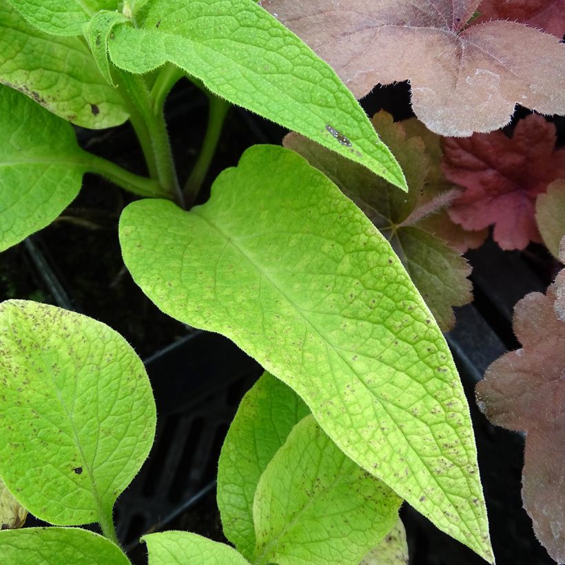 Symphytum rubrum - Roter Beinwell (Foliage)