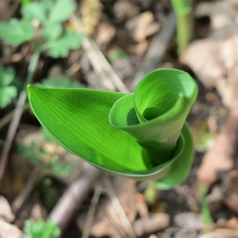 Convallaria majalis Flore Pleno - Maiglöckchen (Foliage)