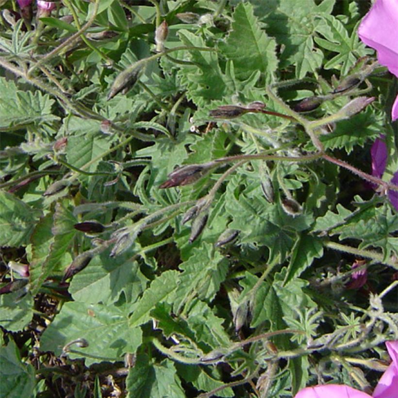 Convolvulus althaeoides - Eibischblättrige Winde (Foliage)