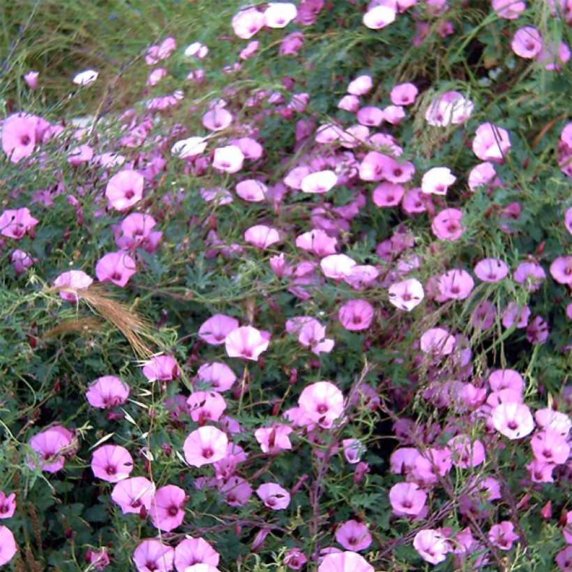 Convolvulus althaeoides - Eibischblättrige Winde (Flowering)