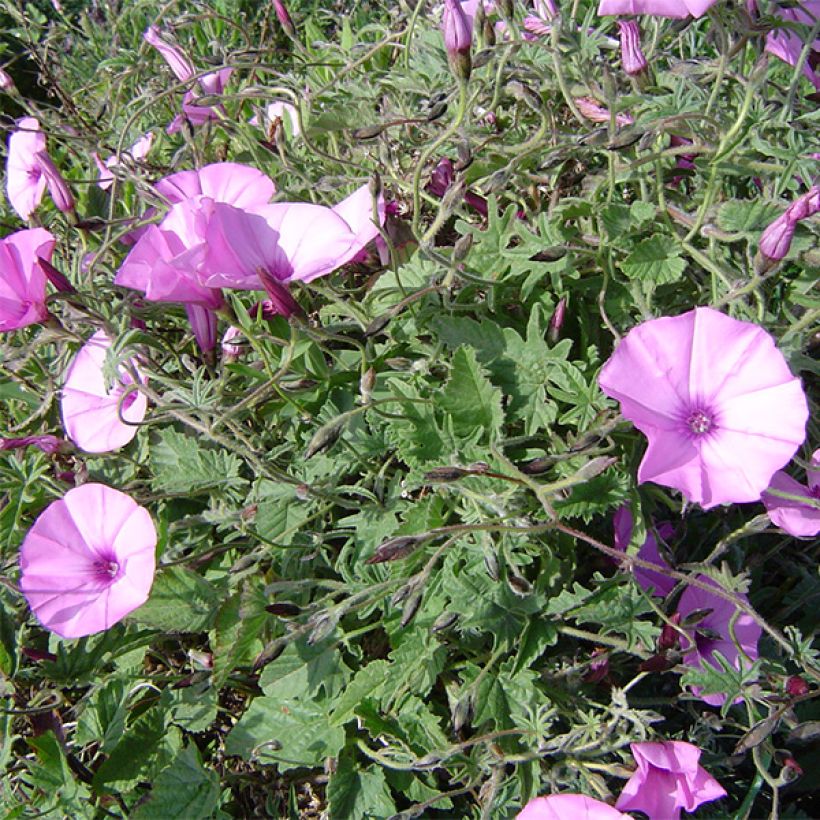 Convolvulus althaeoides - Eibischblättrige Winde (Plant habit)