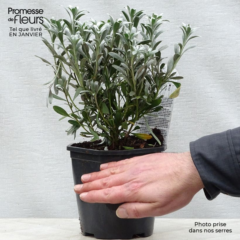 Exemplar von Convolvulus cneorum - Brennende Winde Topf mit 2L/3L wie im Winter geliefert