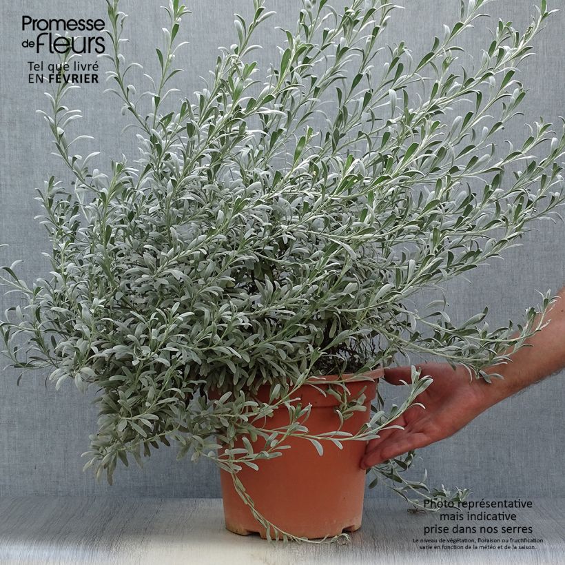 Example of Convolvulus cneorum - Brennende Winde Topf mit 7,5L/10L as you get in automne