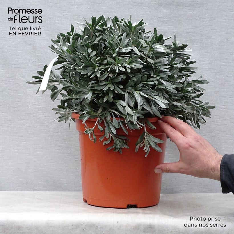 Exemplar von Convolvulus cneorum - Brennende Winde Topf mit 7,5L/10L wie im Winter geliefert