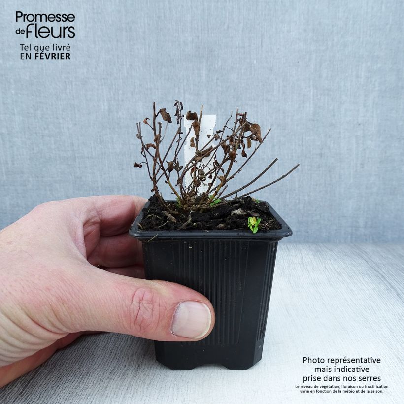 Exemplar von Convolvulus sabatius - Kriechende Winde Kleine Töpfe von 8/9 cm wie im Winter geliefert