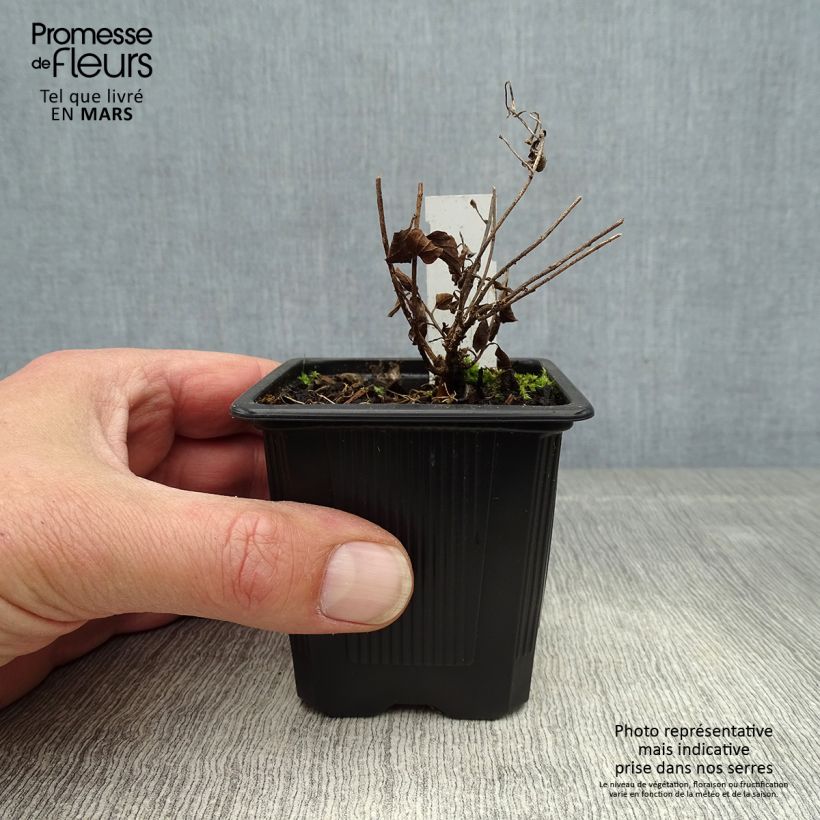 Exemplar von Convolvulus sabatius - Kriechende Winde Kleine Töpfe von 8/9 cm wie im Frühjahr geliefert