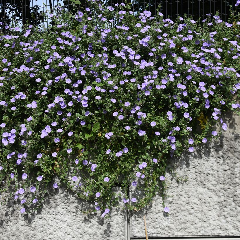 Convolvulus sabatius - Kriechende Winde (Plant habit)