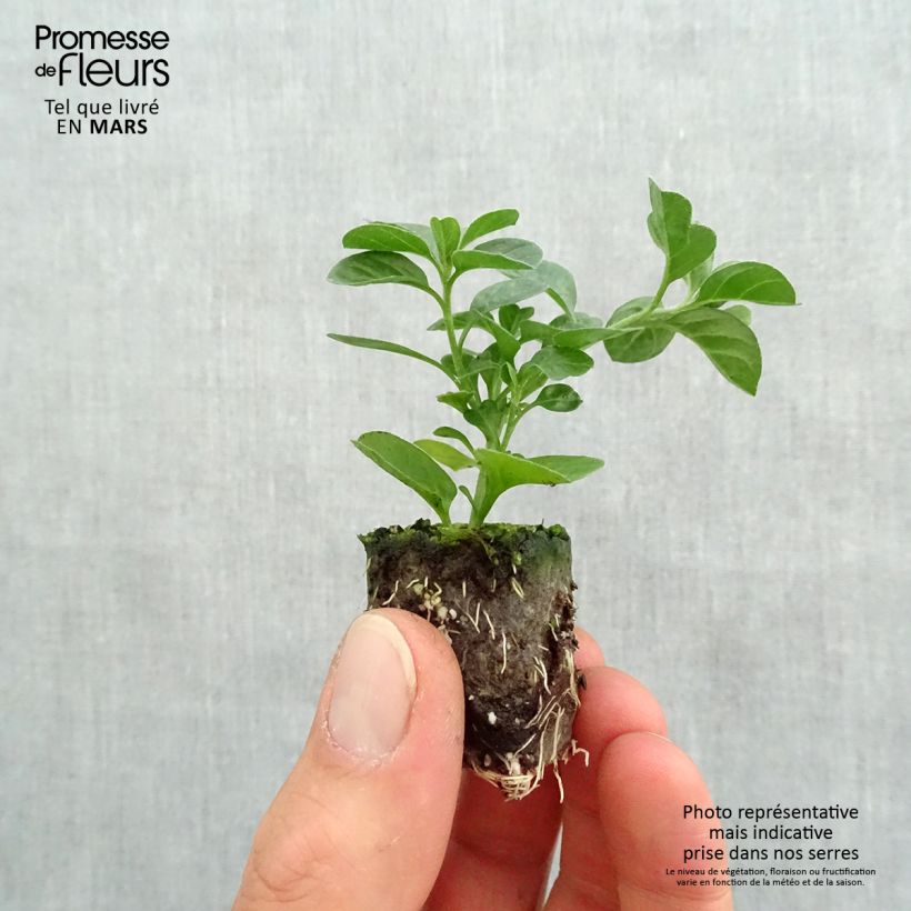 Example of Convolvulus sabatius Maroccan Beauty - Kriechende Winde Mini-Plug Ø 3/4 cm as you get in printemps