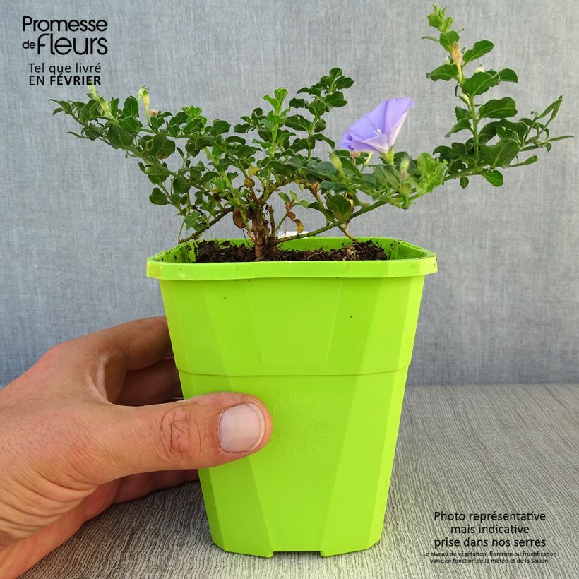 Example of Convolvulus sabatius Maroccan Beauty - Kriechende Winde Topf mit 1L/1,5L as you get in automne