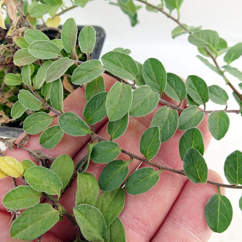 Convolvulus sabatius - Kriechende Winde (Foliage)